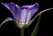 Sagebrush Mariposa Lily, Calochortus marcocarpus